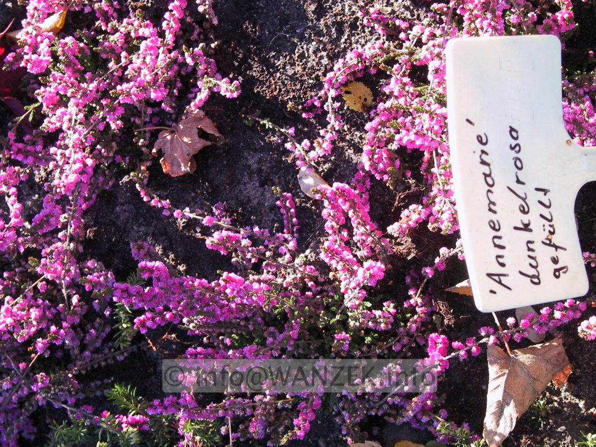 Calluna vulgaris Annemarie 01.JPG